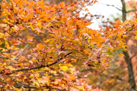 View of autumn leaves ,Tai Tong, Yuen Long, No.22