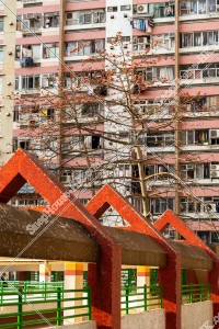 Bombax ceiba at Public Housing "Lok Wah North Estate", Ngau Tau Kok, No.2