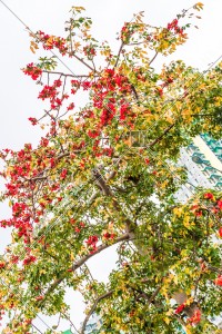 Bombax ceiba flower at Kowloon Bay, No.1