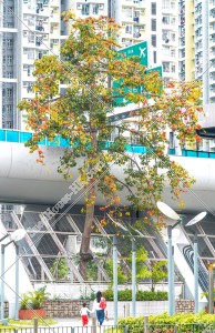 Bombax ceiba flower at Kowloon Bay, No.2