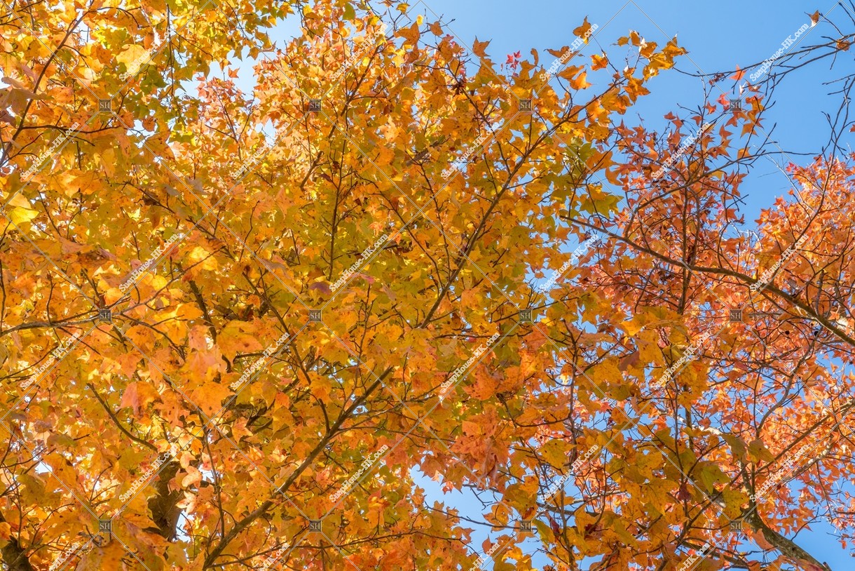 元朗大棠 秋葉的風景 其之九