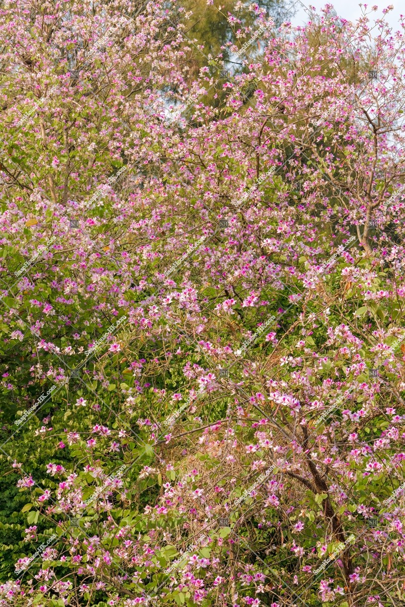美孚 洋紫荊 （英：Bauhinia x blakeana） 其之二