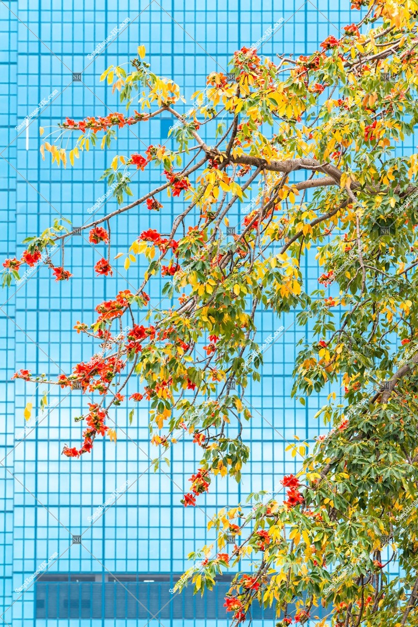 九龍灣 木棉樹的花 其之五