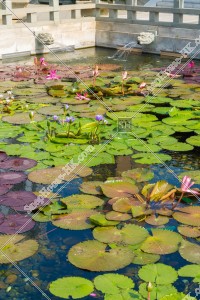 志蓮淨苑 蓮花池 其之五