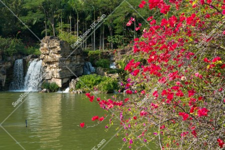 青衣公園 水池と花 其之一