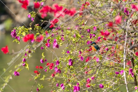 青衣公園 花和翠鳥