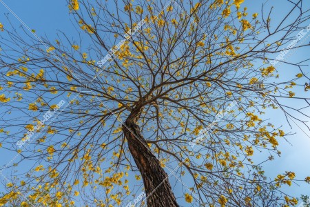 南昌公園 黃花風鈴木 其之六