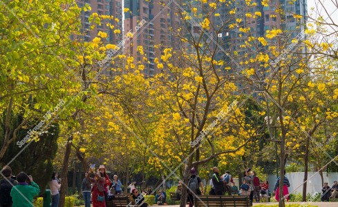 南昌公園 黃花風鈴木 其之十六