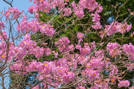 葵芳 紅花風鈴木  其之三