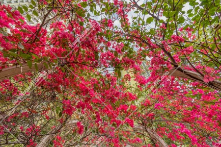 深水埗 簕杜鵑花 其之四