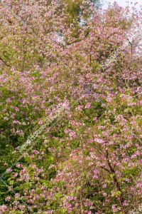 美孚 洋紫荊 （英：Bauhinia x blakeana） 其之二