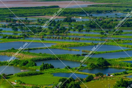 豐樂圍 水塘的景色