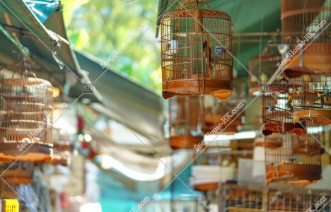 園圃街雀鳥花園 鳥籠 其之三